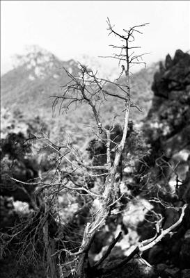 Tramuntana mountain trees 18