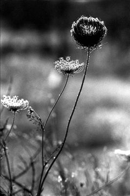 Seed Head