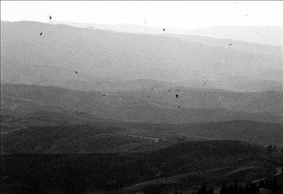 Evening Swifts and Swallows in Volterra 8