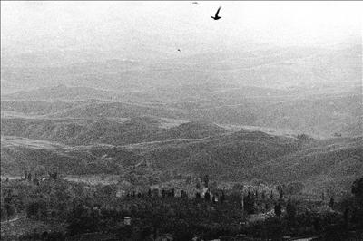 Evening birds in Volterra 11