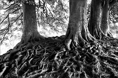 Avebury Beeches 71-26