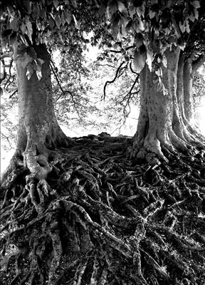 Veins, Avebury Beeches 71-30a