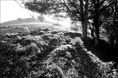 Dorset evening light 157-1a