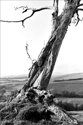 Dorset Tree 157-9a