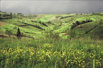 Stormy flowers