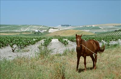 Sandeman Horse