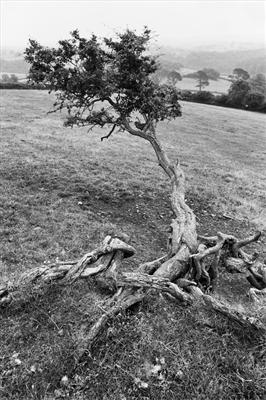 Knotted Hawthorn