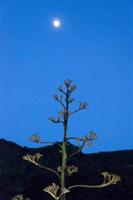 Alpujarras Moon