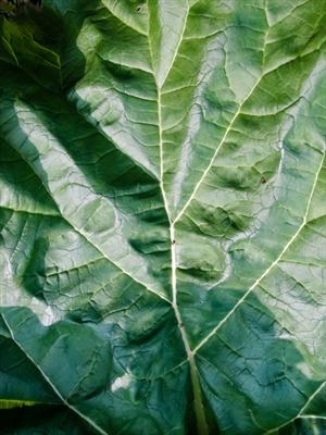 Rhubarb leaf