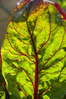 Swiss Chard