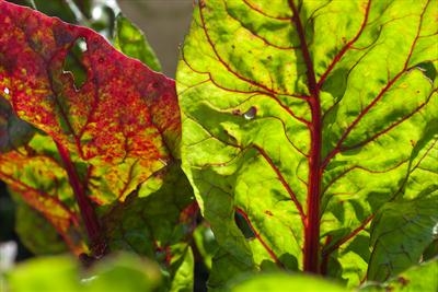 Swiss Chard