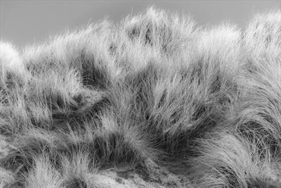 Marram Grass