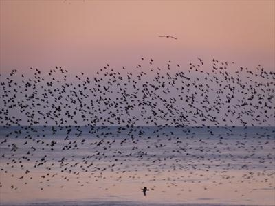 Starlings