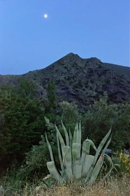 Agave in Las Alpujarras