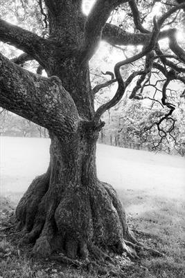 Skirted Oak in Wasdale