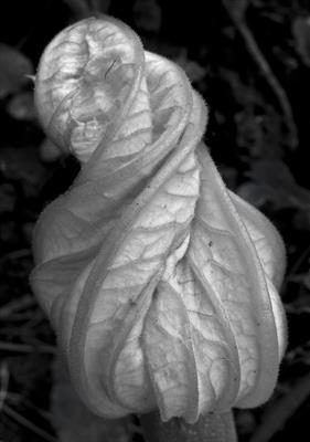 Courgette flower after Edward Weston