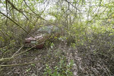 The  claw of brambles.