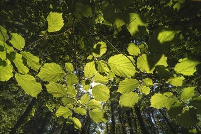 Beech leaves