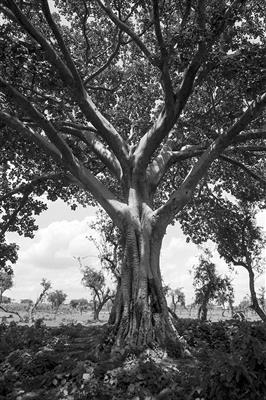 gc42 shady ethiopian tree, africa - 90