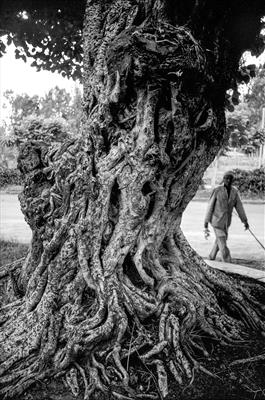 Ancient Tree - Ethiopia