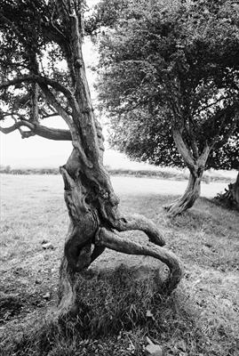 Hawthorn Trees in Motion