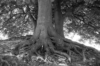 gc6 avebury beeches landscape .71-10