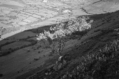 gc9A hills, tree shadows in wales.retouched.176-24