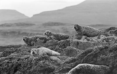 gc10 seals, loch torridon.173-32.2