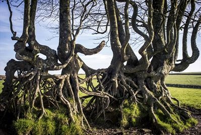 gc14 gnarled beech hedge, devon.fit.1919