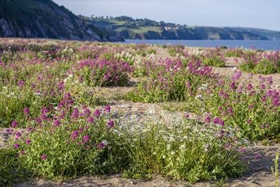 gc19 slapton beach flowers, devon, 0773