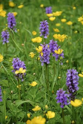 gc23 marsh orchid (v) buttercups, devon 0096