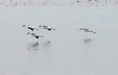 gc26 avocets, exe estuary, devon 2092