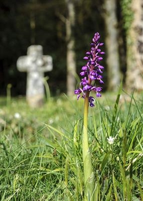 gc31 early spoted orchid (v) windy cross, devon 0141