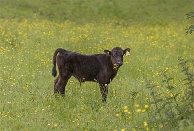 gc34 calf & buttercups, dunsford, devon 5068