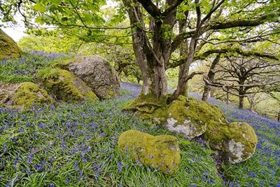 gc41 whiddon park blue bells, teign valley, devon 5729