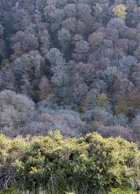 gc43 teign gorge in autumn, devon 4987