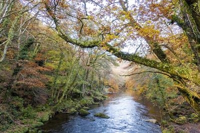 gc44 autumnal river teign, devon 5001