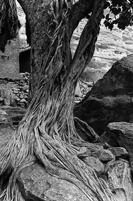 Fig in Dogon Country, Mali, Africa