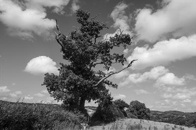 Old Oak at Spanishlake