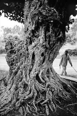 gc72 Ancient Ethiopian tree