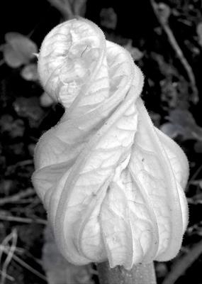 gc73 Courgette Flower