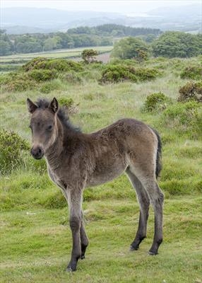gc78 Dartmoor Pony foal, Devon