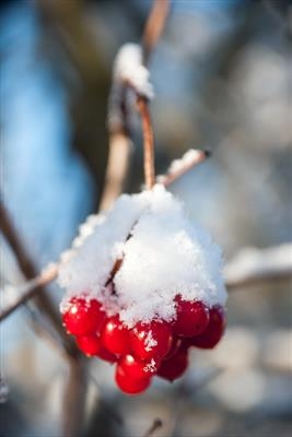 gc82 guelder rose (v) berries