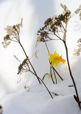 gc80 daffodils (v) in the snow
