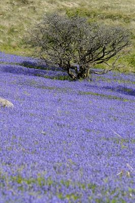 gc88 holwell (v) bluebell lawn, dartmoor