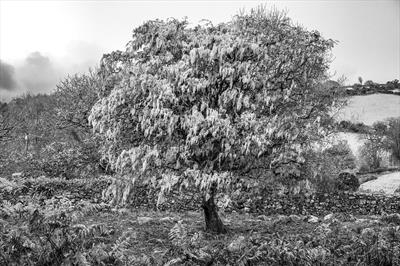 gc86 lichen covered tree, dartmoor