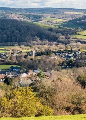 gc97 christow, yellow gorse (v)