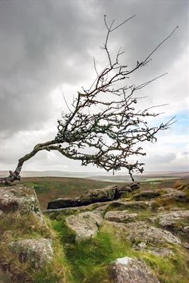 gc100 sharp tor + dark sky (v)