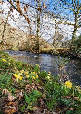 gc114 daffodils, (v) steps bridge, teign valley 7839