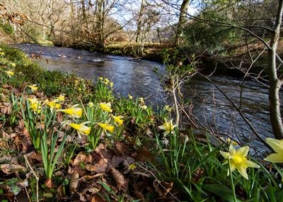 gc 113 daffodils, steps bridge, teign valley